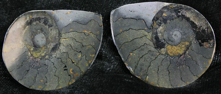 Iron Replaced Ammonite Fossil Pair #27511